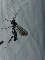 Pelecinus polyturator