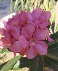 Nerium oleander
