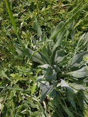 Cynoglossum creticum