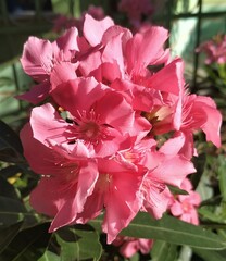 Nerium oleander
