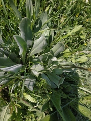 Cynoglossum creticum