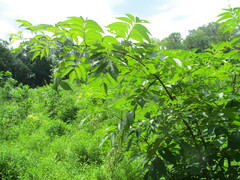 Viburnaceae