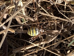 Argiope bruennichi