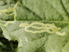 Phytomyza spinaciae