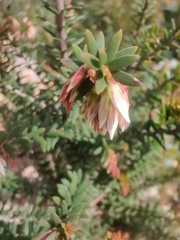 Styphelieae