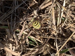 Argiope bruennichi