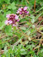 Thymus pulegioides