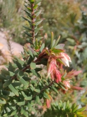 Styphelieae