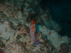 Cirrhitichthys falco