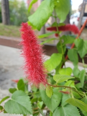 Acalypha pendula