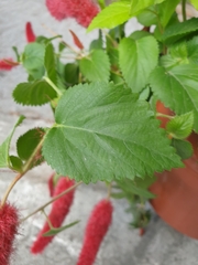 Acalypha pendula