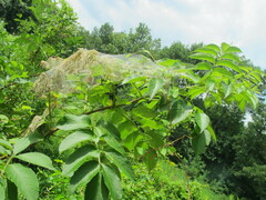 Viburnaceae