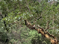 Arbutus xalapensis