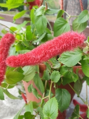 Acalypha pendula