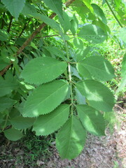 Viburnaceae