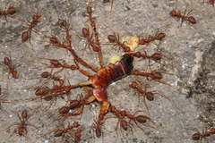 Oecophylla smaragdina