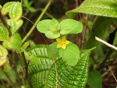 Lysimachia