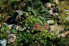 Geum