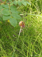 Araneus marmoreus