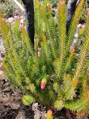Darwinia