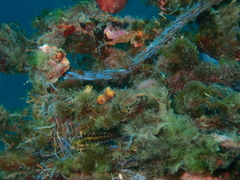 Petroscirtes breviceps