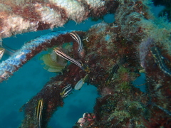 Petroscirtes breviceps