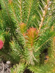 Darwinia
