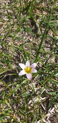 Romulea