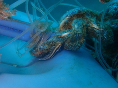 Petroscirtes breviceps
