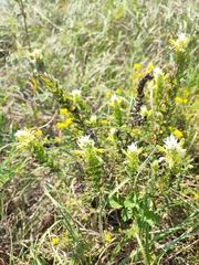 Melampyrum argyrocomum