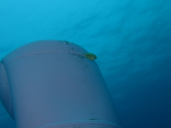 Gnathanodon speciosus
