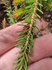 Darwinia
