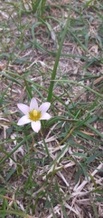 Romulea