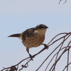 Gavicalis virescens