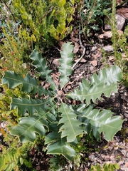 Banksia grandis