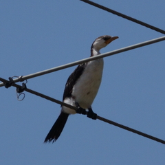 Microcarbo melanoleucos