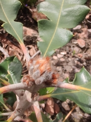 Banksia grandis
