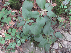 Phlomoides umbrosa