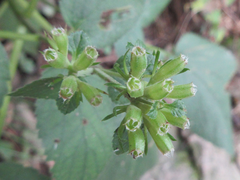 Phlomoides umbrosa