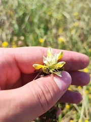 Melampyrum argyrocomum