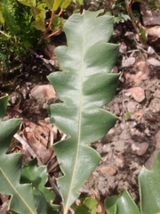 Banksia grandis