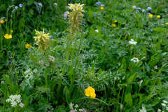 Pedicularis condensata