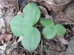 Hepatica