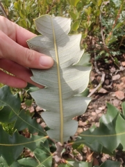Banksia grandis