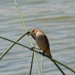 Acrocephalus australis