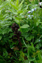 Orobanche gamosepala