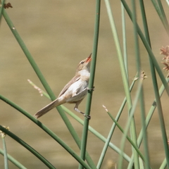 Acrocephalus australis
