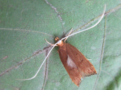 Lecitholaxa thiodora