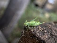 Meconema meridionale