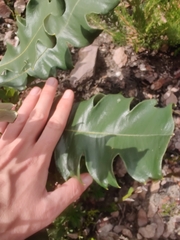 Banksia grandis